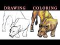 Color Pencil Drawing - Realistic Lion - Step by Step Drawing
