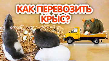 Перевозка крыс в машине или поезде. Как перевозить крысу?