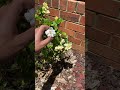 ورود الكاردينيا Gardenia ورود الكاردينيا Gardenia