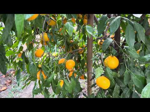 МАНДАРИНЫ ПОЛЬЗА И ВРЕД.