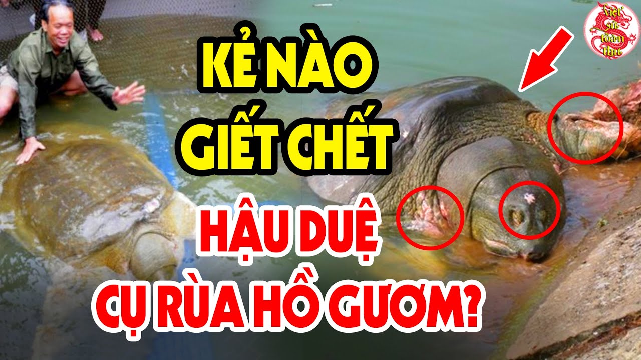 SỐC: Hóa Ra Cụ Rùa Hồ Đồng Mô - Hậu Duệ Cụ Rùa Hồ Gươm Đã Bị Kẻ Này ...