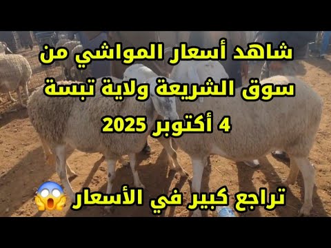 شاهد أسعار المواشي اليوم من سوق الشريعة ولاية تبسة 4 أكتوبر 2025 تراجع كبير في الأسعار