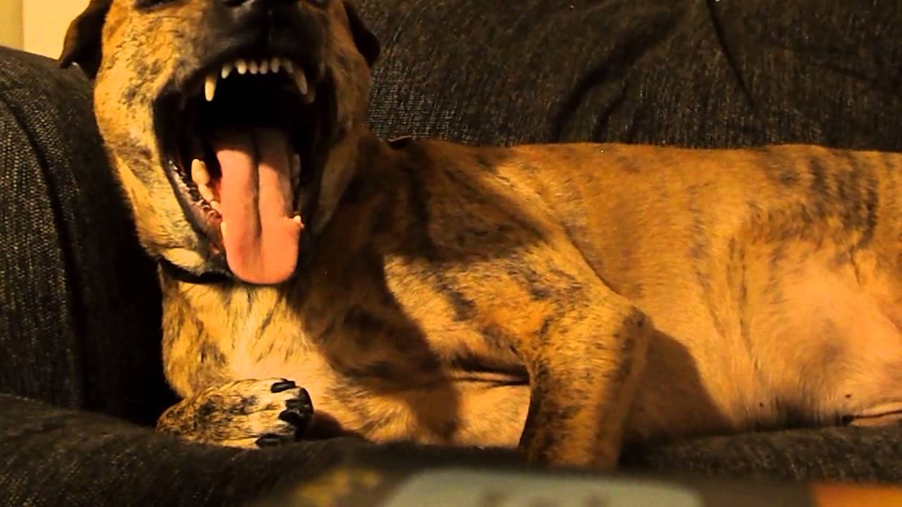 Dog Hates Getting His Nails Clipped (Boris) 