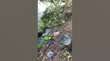 hồ 13 mẫu 7 #câucá #fishing #caucagiaitri #mientay #caucathugian #edit #cuoccauca #automobile