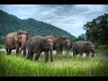 Дикая природа Тайланда  Часть 1  Документальный фильм NationalnGeographic