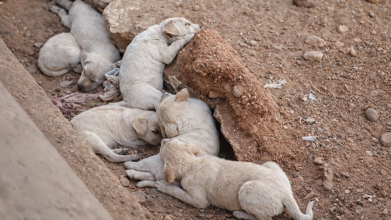 More Than Cute: The Hidden Abilities of Puppies