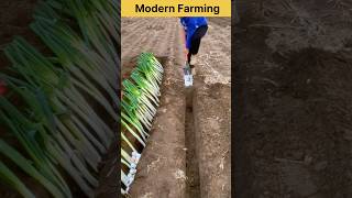 Green Onions planting #modernfarmer #agriculture #farming #china #satisfying #shorts