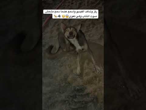 ركز وشاهد الفيديو واسمع عندما سمع مشمش صوت الذئاب وهي تعوي كلب الكلاب