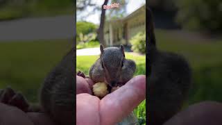 Esquilo Com As Bochechas Cheias