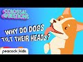Understanding Dog Head Tilts
