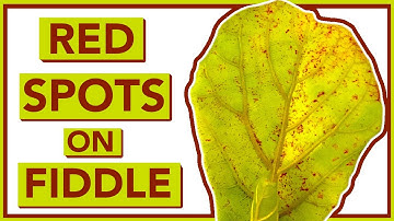 Why does my FIDDLE Leaf Fig have RED SPOTS?
