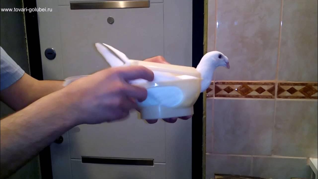 Голубь дозатор. Голубь дозатор. Голубь дозатор. Голубь дозатор. Голубь дозатор.