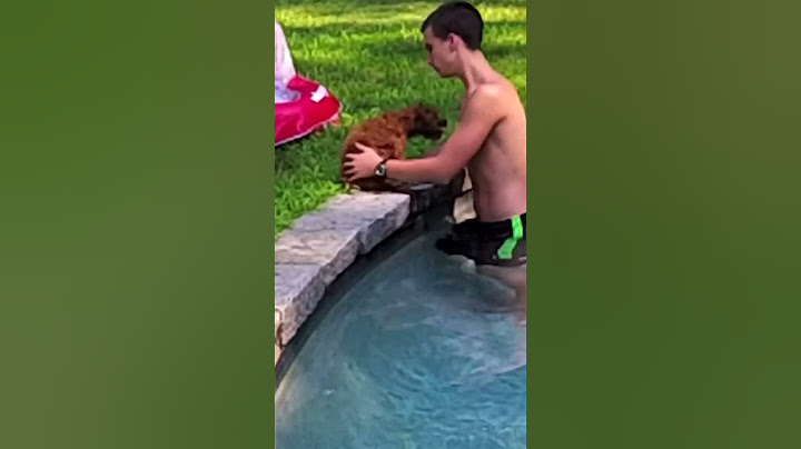 Teach Your Puppy How to Swim