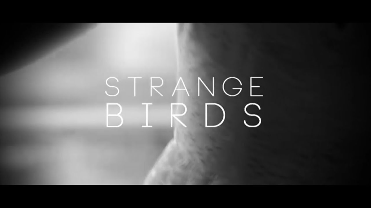 Birdy strange birds