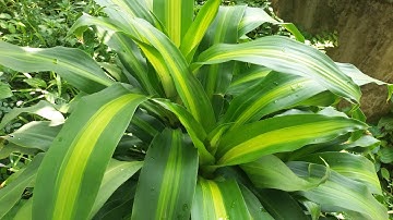 Hướng dẫn trồng và chăm sóc cây Thiết Mộc Lan - Có tác dụng phong thủy rất tốt