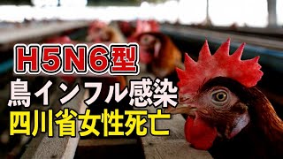 四川省女性が鳥インフル感染で死亡  中共当局は公表せず