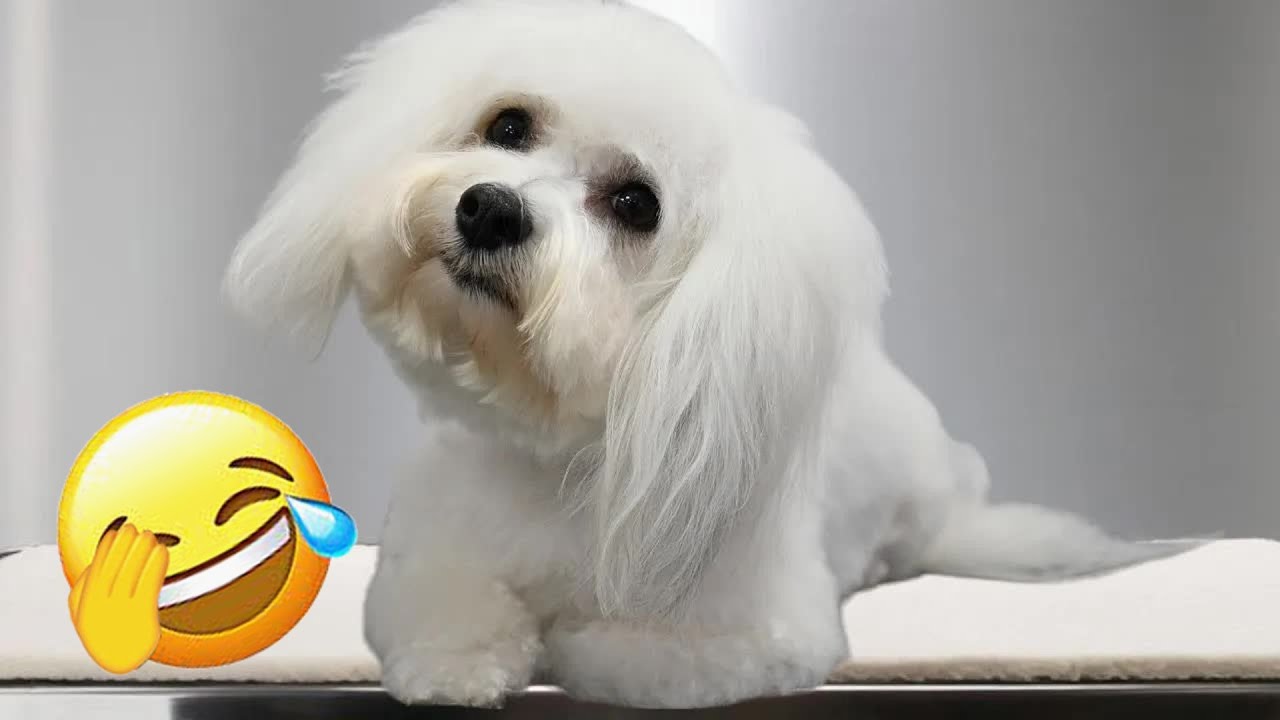 You Laugh You Lose🦮 Funniest Cats and Dogs 2026 😅