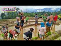 Traditional Rice Farming | part 1| Village lifestyle | Bijaya Limbu