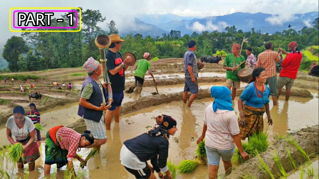 Traditional Rice Farming | part 1| Village lifestyle | BijayaLimbu ...