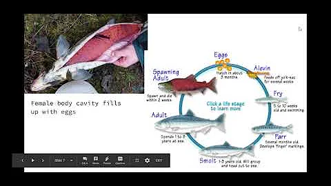 Marine Animal Reproductive Behavior - Google Slides