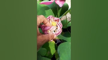 Lotus seeds before harvesting #nature #harvesting #flowers #shorts
