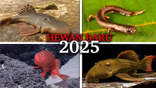 SELAMA INI MEREKA SEMBUNYI DI MANA?! Binatang Baru yang Resmi Ditemukan Tahun 2025.