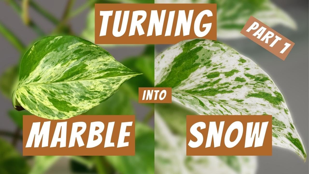 Turning My Marble Queen Into A Snow Queen Pothos - The Saga