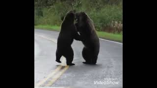 قتال دب بني | Grizzly Bears fight