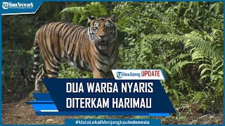 Download lagu Dua Warga Nyaris Diterkam Harimau Saat Mencari Kambingnya yang Hilang