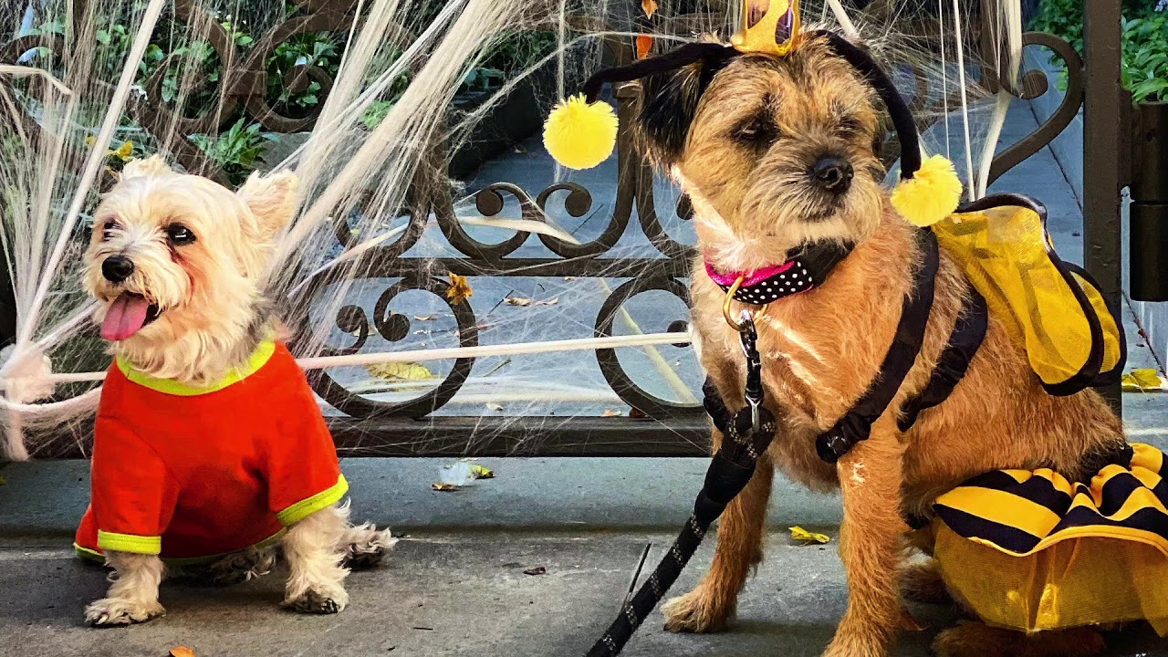 Pet Loss Transport Veterinarian & Crematory Cremation Body Bags YouTube