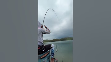 Trắm Đen chưa đủ tuổi...#fishing #cauca #caucagiaitri