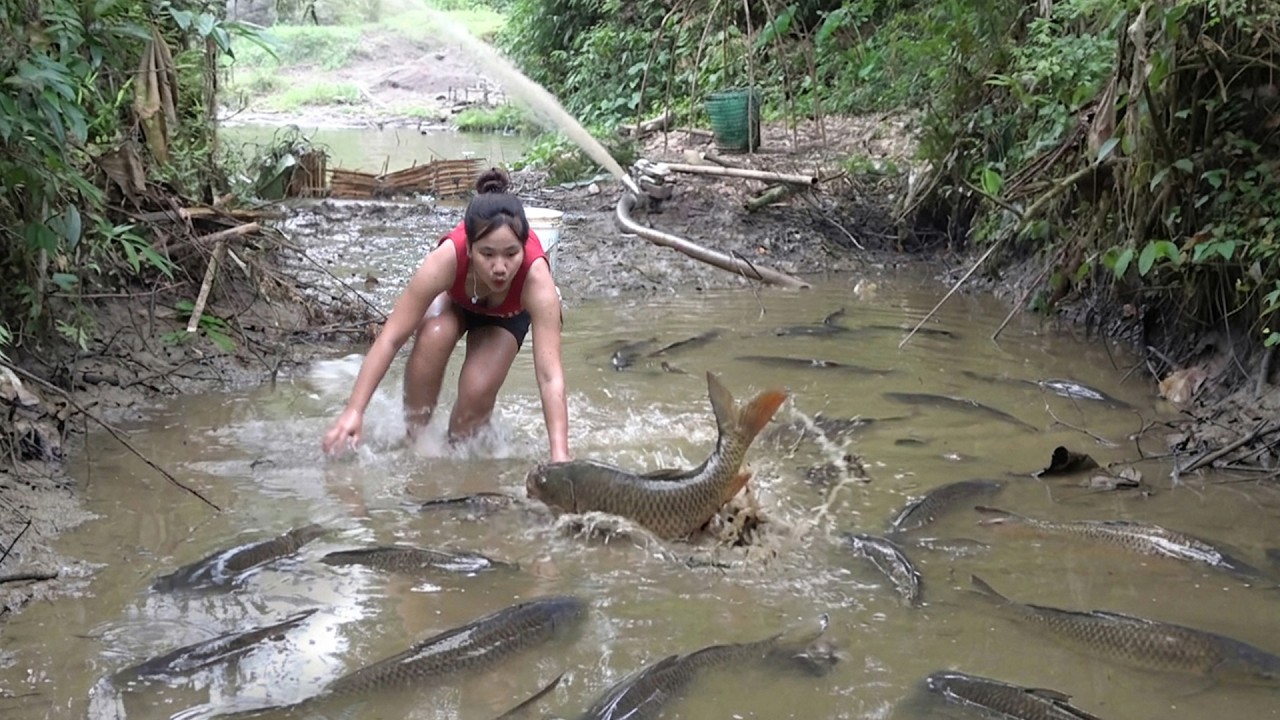 Fishing video: The girl create fish traps used bait to lure fish into ...