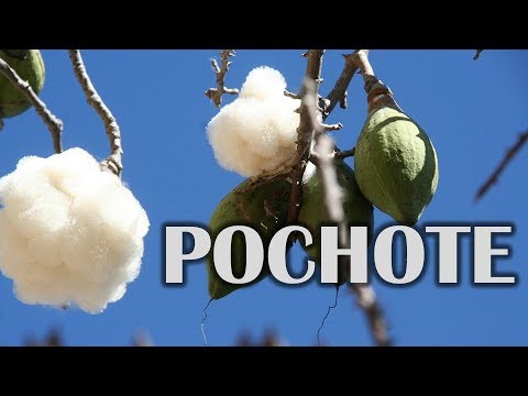 Pochote, apochote, ceiba, puchote, Ceiba aesculifolia Kunth - YouTube