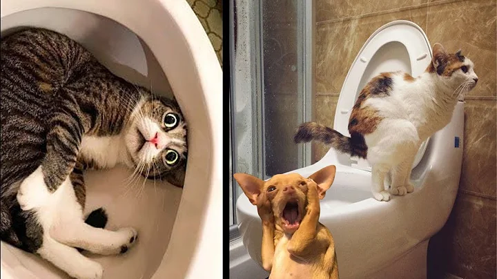 Watch the video about You will LAUGH all day! Best Funny Pet 😻😇Part 01 | Funny Cats and Dogs Compilation