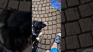 Having a well behaved dog be like #dog #dogtraining #servicedog #pots #workingdogs #bordercollie
