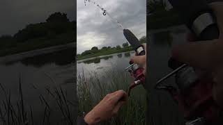 Perch on spinning #fishing