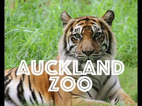 New Zealand Adventures: Auckland Zoo - YouTube