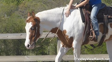 Invitation To The Bar - jog, stop, lope, walk! - ValleyViewRanch.net