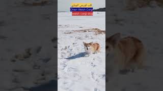 chien welsh corgiكلب كورجي الويلزيwelsh corgi dog smart dogs the cutest funniest video 2023