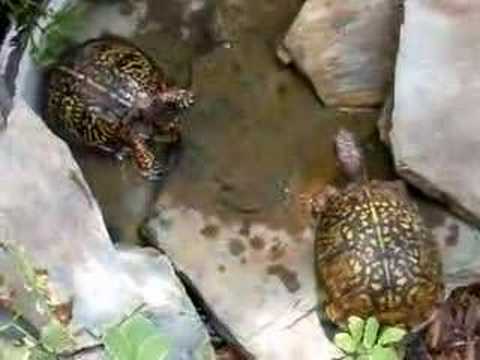 center for reproductive rights Bones and Tripod