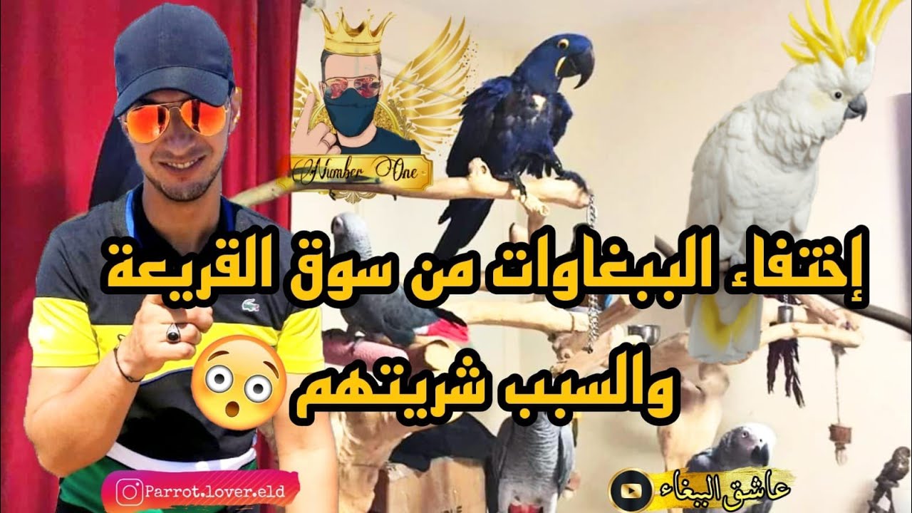 جميع الببغاوات🦜 مشاو😱 من سوق القريعة والسبب شريتهم💵💵💵 كاملين⚡🔥