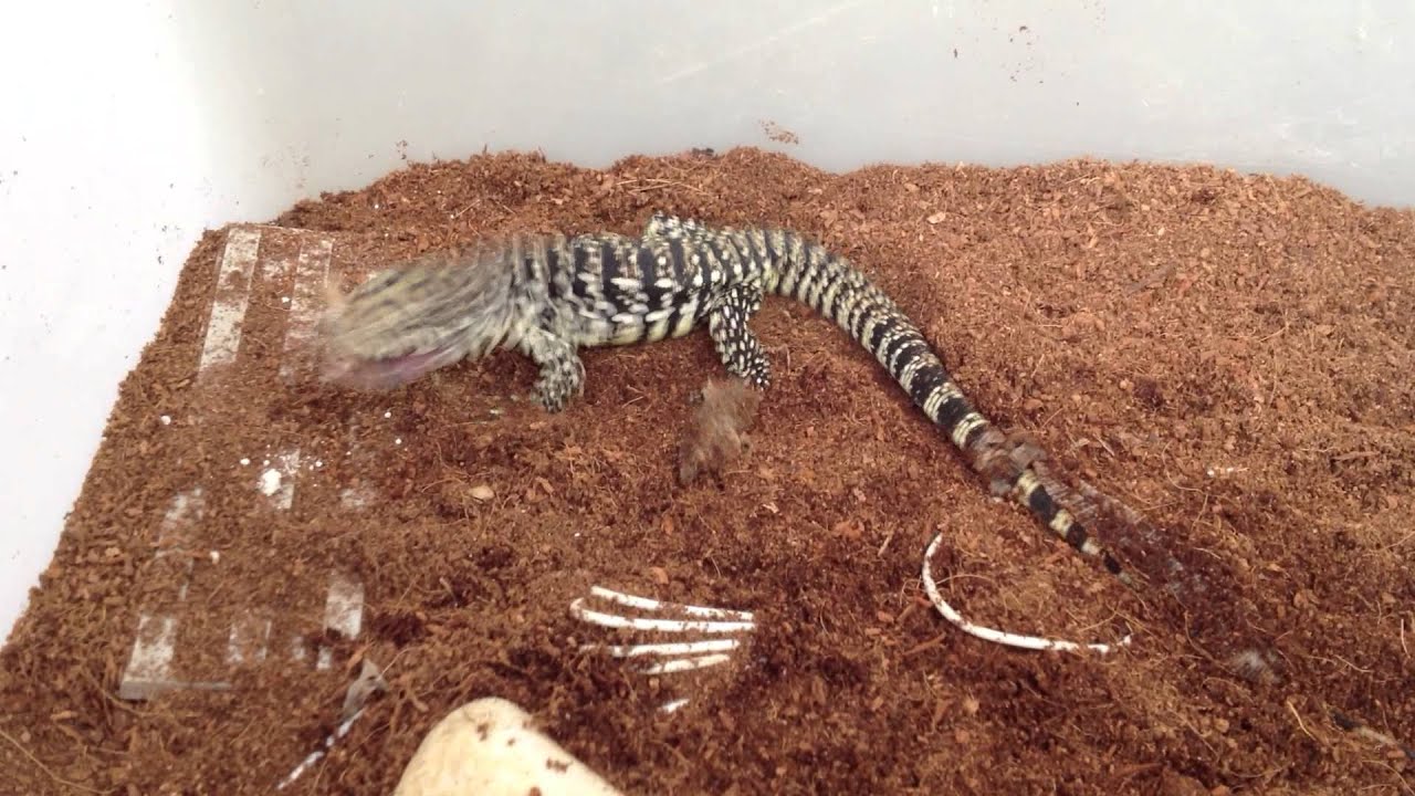 feeders grain Baby Tegu Eats Black Field Cricket