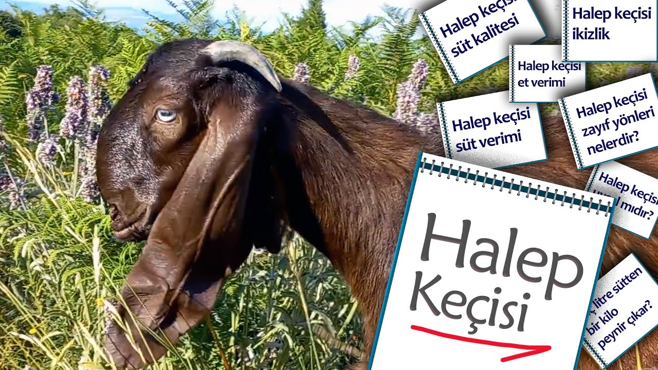 Halep Keçisi özellikleri