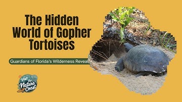 The Hidden World of Gopher Tortoises: Guardians of Florida’s Wilderness