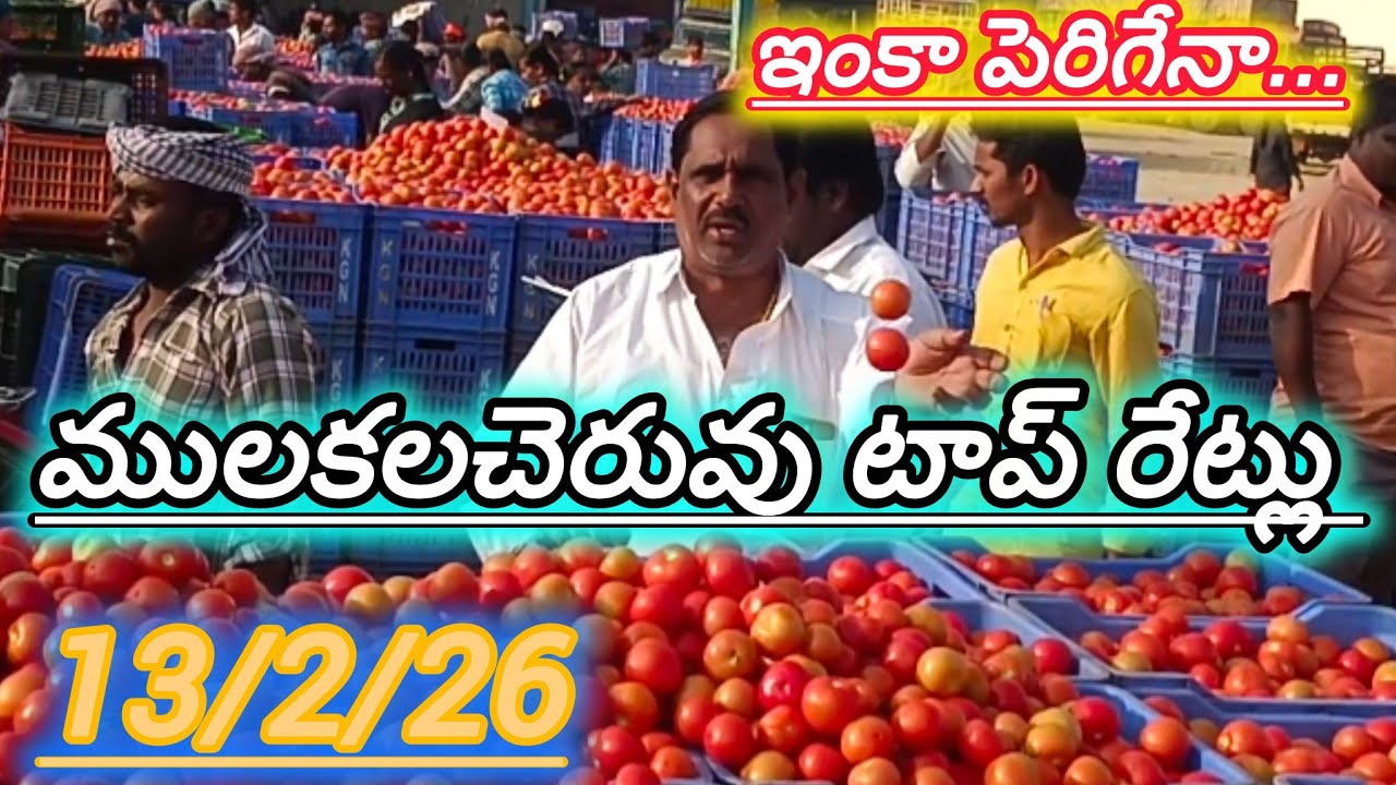 13/2/26 Mulakalacheruvu tomato market price today 🍅