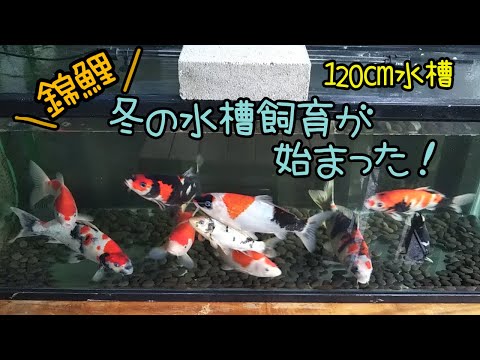 錦鯉土俵入り 錦鯉飼育 2023年11月下旬 錦鯉の水槽飼いスタート! - YouTube