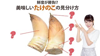 美味しいたけのこの見分け方とは？