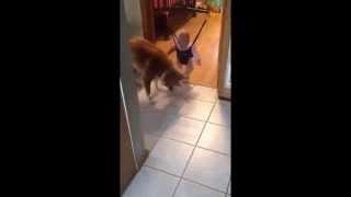 Собака учит малыша прыгать(Смешно)