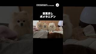 【ポメ×3】絶対に起きるめざまし｜PECO #ポメラニアン #犬 #愛犬家 #ポメラニアン大好き  #pomeranian #dog #dogs #doglover #pomeranianlover