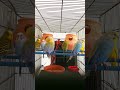 Australian birds fight | budgies sound communication | Australia’s colorful birds talk #birdlovers